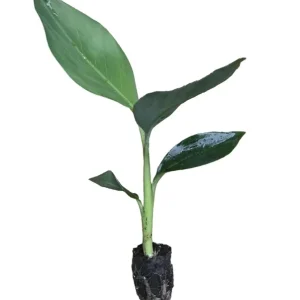 Mona Lisa Banana Plant - Live FHIA-02 Dessert Banana Tree, 5-9 in Tall - Image 2