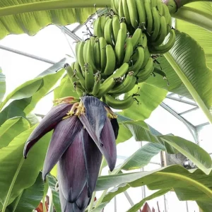 Mona Lisa Banana Plant - Live FHIA-02 Dessert Banana Tree, 5-9 in Tall - Image 3