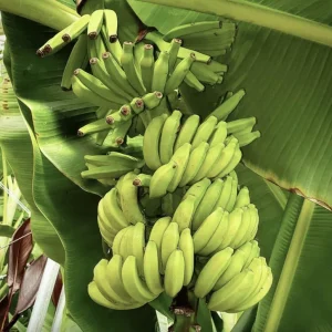 Mona Lisa Banana Plant - Live FHIA-02 Dessert Banana Tree, 5-9 in Tall - Image 4