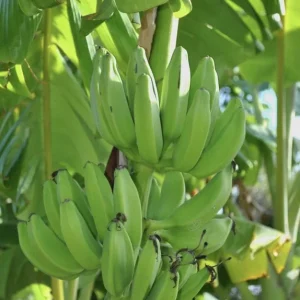 Mona Lisa Banana Plant - Live FHIA-02 Dessert Banana Tree, 5-9 in Tall - Image 5