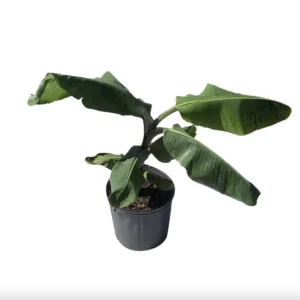 Mona Lisa Banana Plant - Live FHIA-02 Dessert Banana Tree, 5-9 in Tall - Image 6