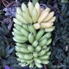 Mona Lisa Banana Plant - Live FHIA-02 Dessert Banana Tree, 5-9 in Tall - Image 1