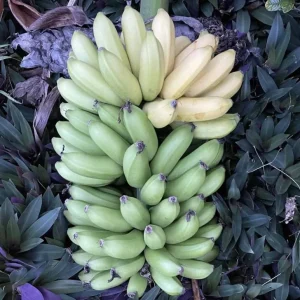 Mona Lisa Banana Plant - Live FHIA-02 Dessert Banana Tree, 5-9 in Tall - Image 1