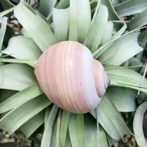 Mongostan Sea Snail Shell - Natural Ethically Sourced Decor - 2-3 Inches - Image 2