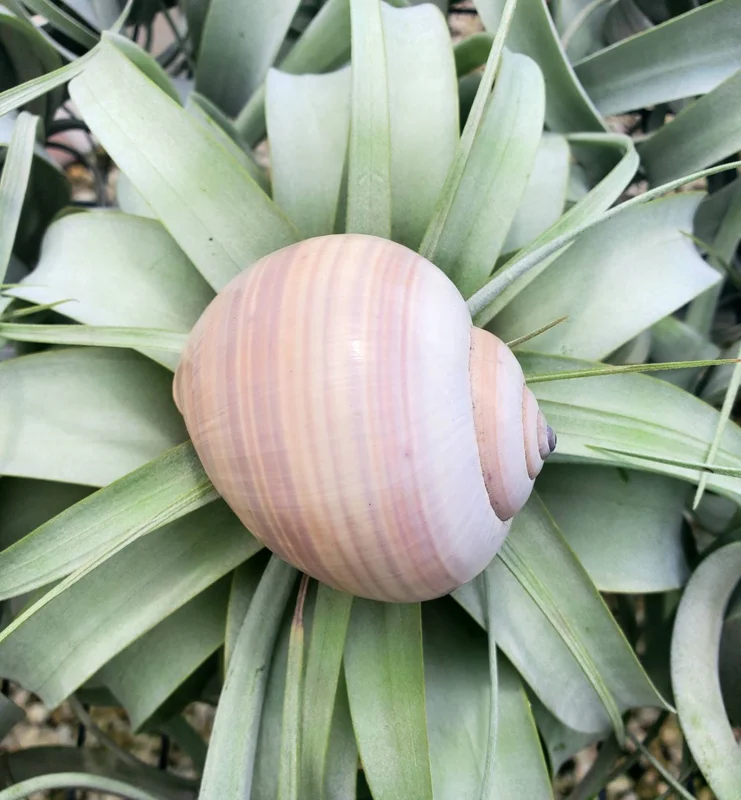 Mongostan Sea Snail Shell - Natural Ethically Sourced Decor - 2-3 Inches - Image 2