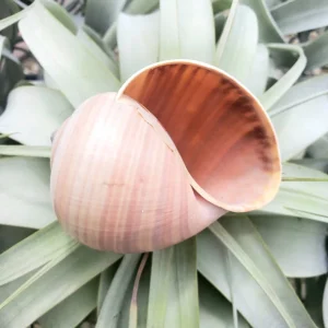 Mongostan Sea Snail Shell - Natural Ethically Sourced Decor - 2-3 Inches - Image 3