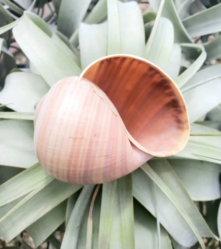 Mongostan Sea Snail Shell - Natural Ethically Sourced Decor - 2-3 Inches - Image 3