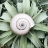 Mongostan Sea Snail Shell - Natural Ethically Sourced Decor - 2-3 Inches - Image 1