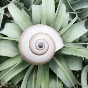 Mongostan Sea Snail Shell - Natural Ethically Sourced Decor - 2-3 Inches - Image 1