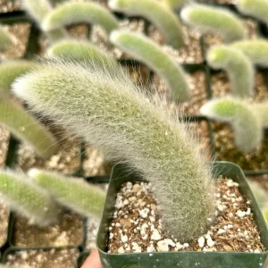 Monkey Tail Cactus Live Plant - Hildewintera Colademononis Bare Root 6-8 Inches - Image 2