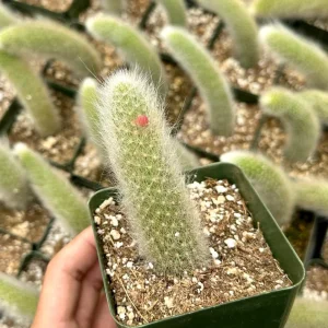 Monkey Tail Cactus Live Plant - Hildewintera Colademononis Bare Root 6-8 Inches - Image 3