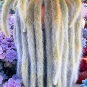 Monkey Tail Cactus Live Plant - Hildewintera Colademononis Bare Root 6-8 Inches - Image 1