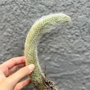 Monkey Tail Cactus Live Plant - Hildewintera Colademononis Bare Root 6-8 Inches - Image 4