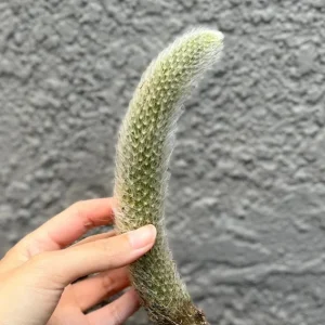 Monkey Tail Cactus Live Plant - Hildewintera Colademononis Bare Root 6-8 Inches - Image 5