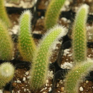 Monkey Tail Cactus Live Plant - Hildewintera Colademononis Bare Root 6-8 Inches - Image 7