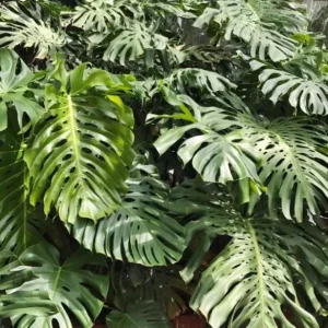 Monstera Deliciosa Live Plant - 10-12