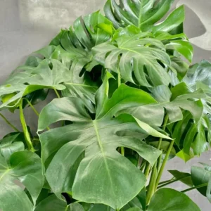 Monstera Deliciosa Live Plant - 10-12