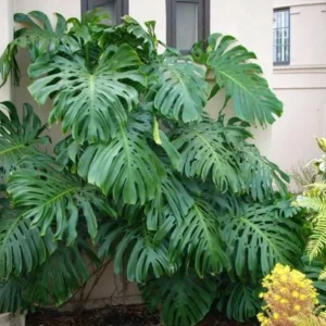Monstera Deliciosa Live Plant - 10-12