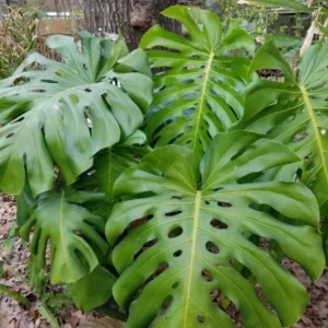 Monstera Deliciosa Live Plant - 10-12