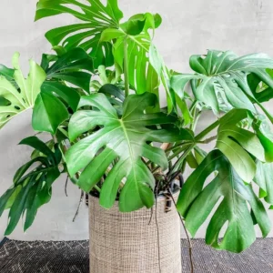 Monstera Deliciosa Live Plant - 10-12