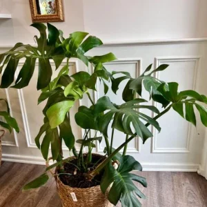 Monstera Deliciosa Live Plant - 10-12