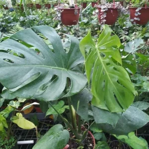Monstera Deliciosa Live Plant - 10-12