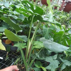 Monstera Deliciosa Live Plant - 10-12
