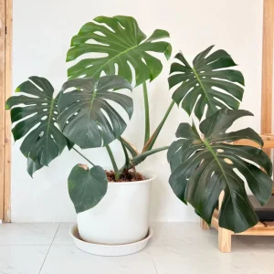 Monstera Deliciosa Live Plant - Swiss Cheese Plant - Large Tropical Leaf - Easy Care Houseplant - Image 2