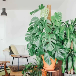 Monstera Deliciosa Live Plant - Swiss Cheese Plant - Large Tropical Leaf - Easy Care Houseplant - Image 3