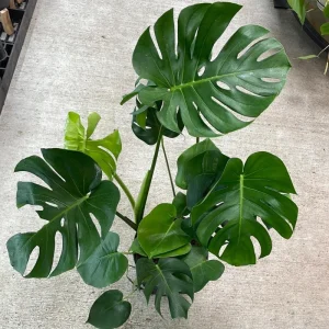 Monstera Deliciosa Live Plant - Swiss Cheese Plant - Large Tropical Leaf - Easy Care Houseplant - Image 4