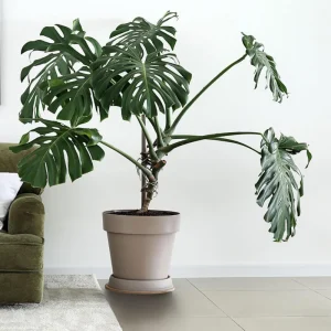 Monstera Deliciosa Live Plant - Swiss Cheese Plant - Large Tropical Leaf - Easy Care Houseplant - Image 5