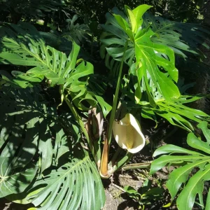 Monstera Deliciosa Live Plant - Swiss Cheese Plant - Large Tropical Leaf - Easy Care Houseplant - Image 6