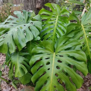 Monstera Deliciosa Live Plant - Swiss Cheese Plant - Large Tropical Leaf - Easy Care Houseplant - Image 7