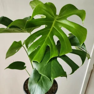 Monstera Deliciosa Live Plant - Swiss Cheese Plant - Large Tropical Leaf - Easy Care Houseplant - Image 8