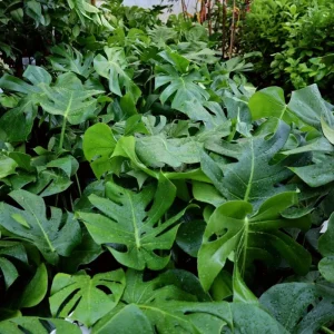 Monstera Deliciosa Live Plant - Swiss Cheese Plant - Large Tropical Leaf - Easy Care Houseplant - Image 1