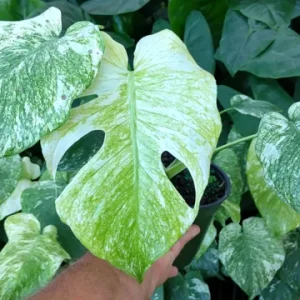 Monstera Mint Philodendron Live Plant – 6 inch Pot – Indoor Houseplant - Image 2