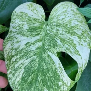 Monstera Mint Philodendron Live Plant – 6 inch Pot – Indoor Houseplant - Image 3