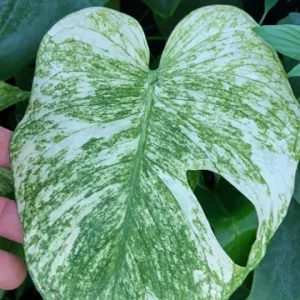 Monstera Mint Philodendron Live Plant – 6 inch Pot – Indoor Houseplant - Image 3