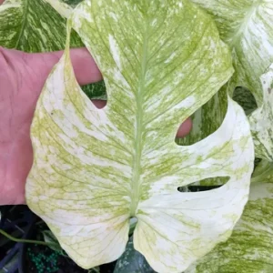 Monstera Mint Philodendron Live Plant – 6 inch Pot – Indoor Houseplant - Image 4