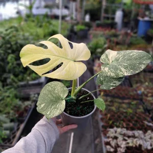 Monstera Mint Philodendron Live Plant – 6 inch Pot – Indoor Houseplant - Image 1