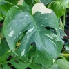Monstera Thai Constellation Live Plant – 4" Pot – Indoor - Image 1