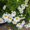 Montauk Daisy Live Plant - Nipponanthemum nipponicum - 2-5" Tall Hardy Perennial Flower - Image 1