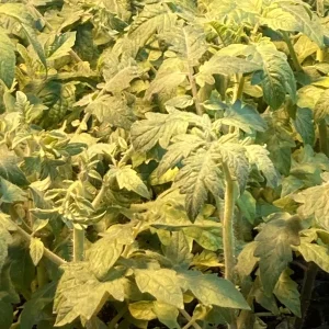 Mortgage Lifter Tomato Live Plant - Heirloom Variety, 6-10 inches tall, 4-Pack - Image 1