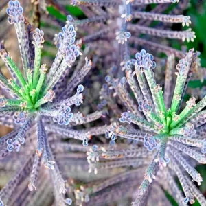 Mother of Millions Seeds – Kalanchoe tubiflora – Drought Tolerant Succulent Seeds – 25 Seeds - Image 2