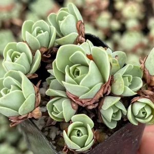 Mountain Rose Succulent Live Plant - Greenovia Aurea - 2 or 4 Inch Pot - Indoor - Image 2