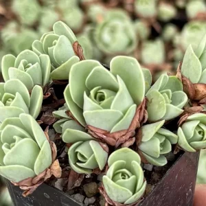 Mountain Rose Succulent Live Plant - Greenovia Aurea - 2 or 4 Inch Pot - Indoor - Image 3