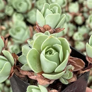 Mountain Rose Succulent Live Plant - Greenovia Aurea - 2 or 4 Inch Pot - Indoor - Image 4