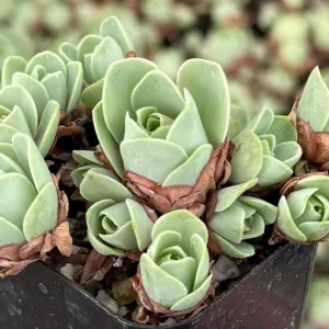 Mountain Rose Succulent Live Plant - Greenovia Aurea - 2 or 4 Inch Pot - Indoor - Image 5