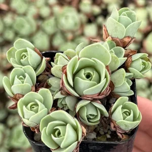 Mountain Rose Succulent Live Plant - Greenovia Aurea - 2 or 4 Inch Pot - Indoor - Image 6