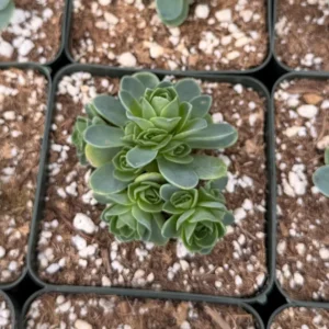 Mountain Rose Succulent Live Plant - Greenovia Aurea - 2 or 4 Inch Pot - Indoor - Image 7